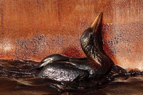 Bird covered in oil